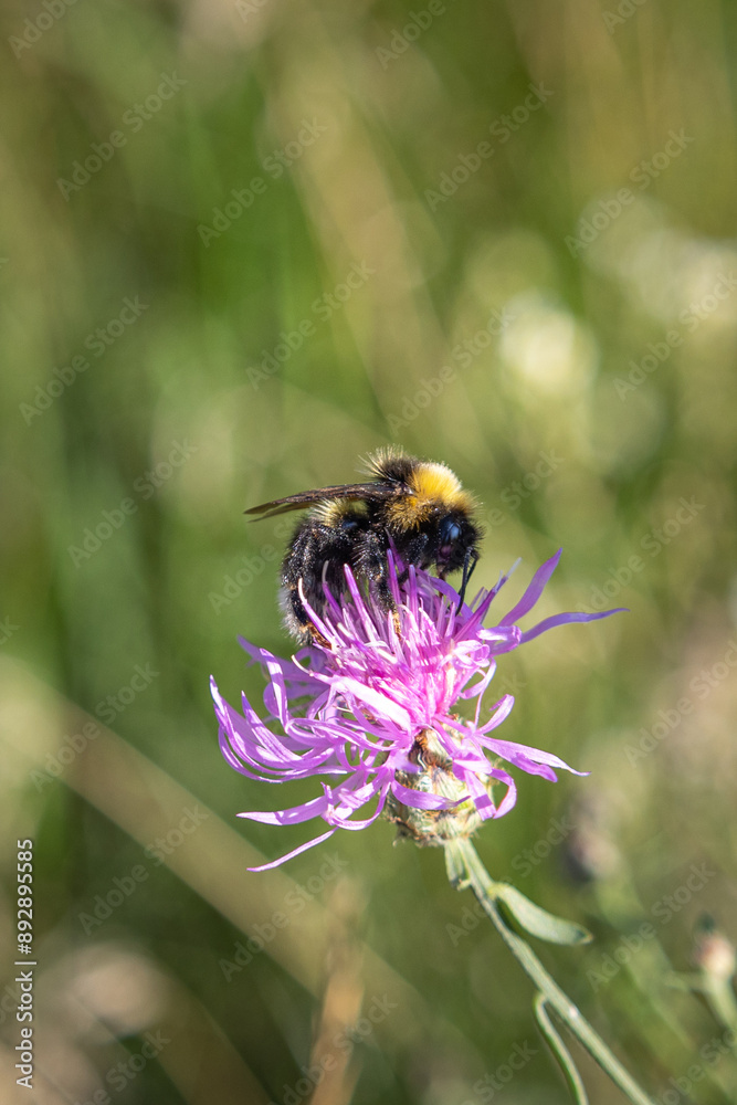 Close-Up of a Bumblebee Pollinating a Purple Wildflower in a Meadow Close-Up of a Bumblebee Pollinating a Purple Wildflower in a Meadow