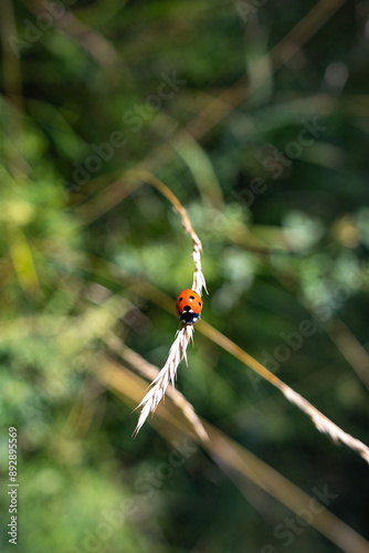 Ladybug Climbing a Blade of Grass in a Sunlit Meadow photo