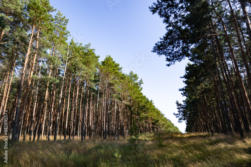 Tall Pine Trees Forming a Natural Pathway in a Tranquil Forest in Smiltyne photo