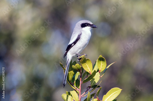 Canvas Print A loggerhead shrike perched on a bush.