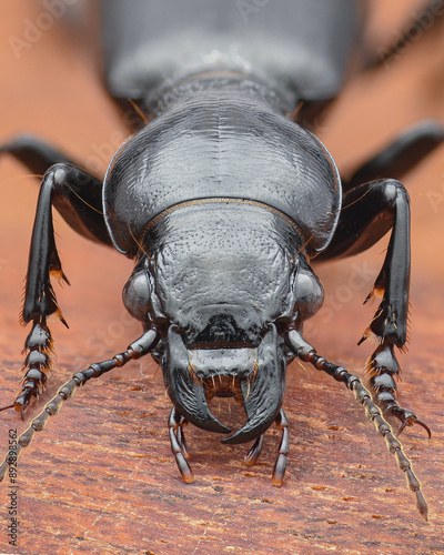 Portrait of a black and shiny Ground Beetle, standing on bark (Broscus cephalotes) photo