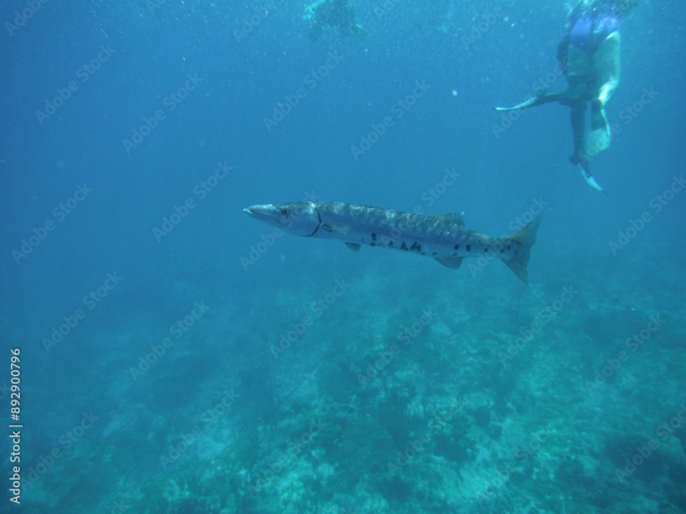 Fototapeta premium Fish