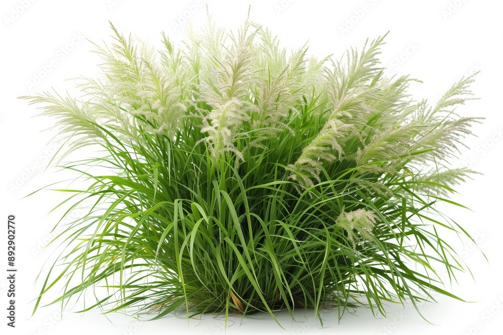 Fototapeta premium Ornamental Grass Bush Isolated on White