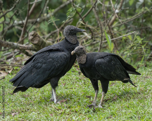 Coragyps atratus photo