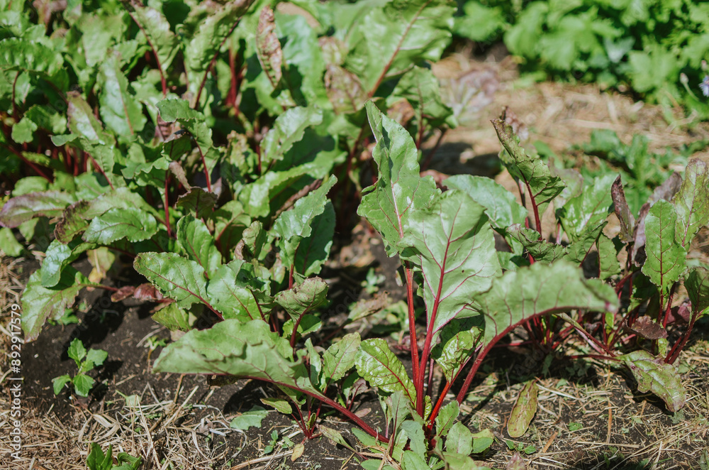 Planted beet leaves in a garden bed next to a greenhouse in a garden bed in summer Planted beet leaves in a garden bed next to a greenhouse in a garden bed in summer
