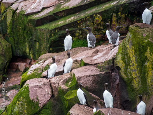 Common Murres sitting on a rock ledge on Gull Island at the Witless Bay Ecological Reserve in Newfoundland. photo