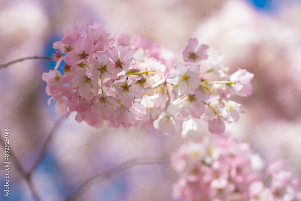 Branches of blossoming cherry. Background with copy space. White blossom tree background. Spring nature background. Blossom white flowers. Branches of blossoming cherry. Background with copy space. White blossom tree background. Spring nature background. Blossom white flowers.