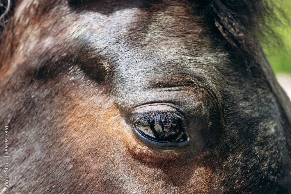 Close up of a horse on a farm in Tourettes-sur-Loup, southern France Close up of a horse on a farm in Tourettes-sur-Loup, southern France