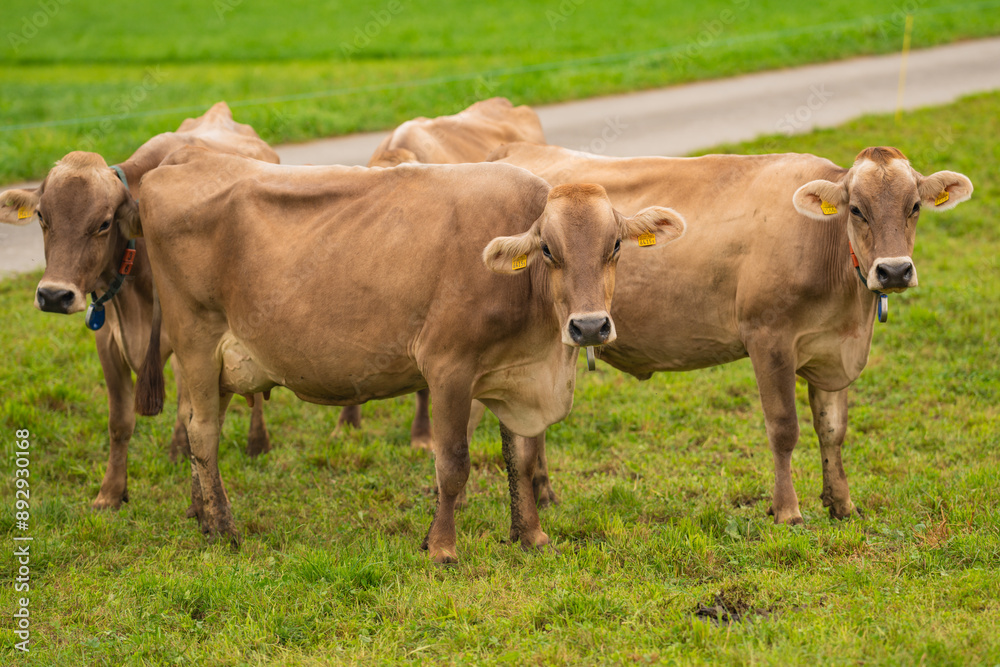 Cow in a green field by the water in Sweden. Cattle grazing in a field. Cows on green grass in a meadow, pasture. Cattle cows grazing on farmland. Brown cows grazing in grassy meadow. Cow in a green field by the water in Sweden. Cattle grazing in a field. Cows on green grass in a meadow, pasture. Cattle cows grazing on farmland. Brown cows grazing in grassy meadow.