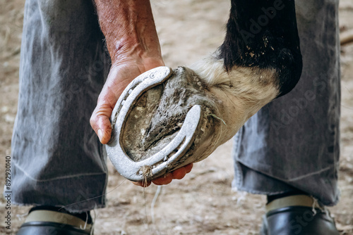Cuadro en lienzo Groom checks and repairs horseshoes of a horse