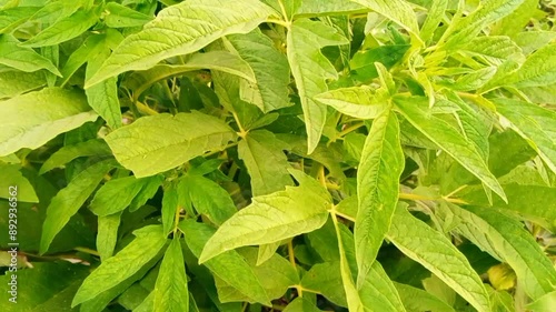 Wallpaper Mural Beautiful view of sesame seed on tree in the field. Torontodigital.ca