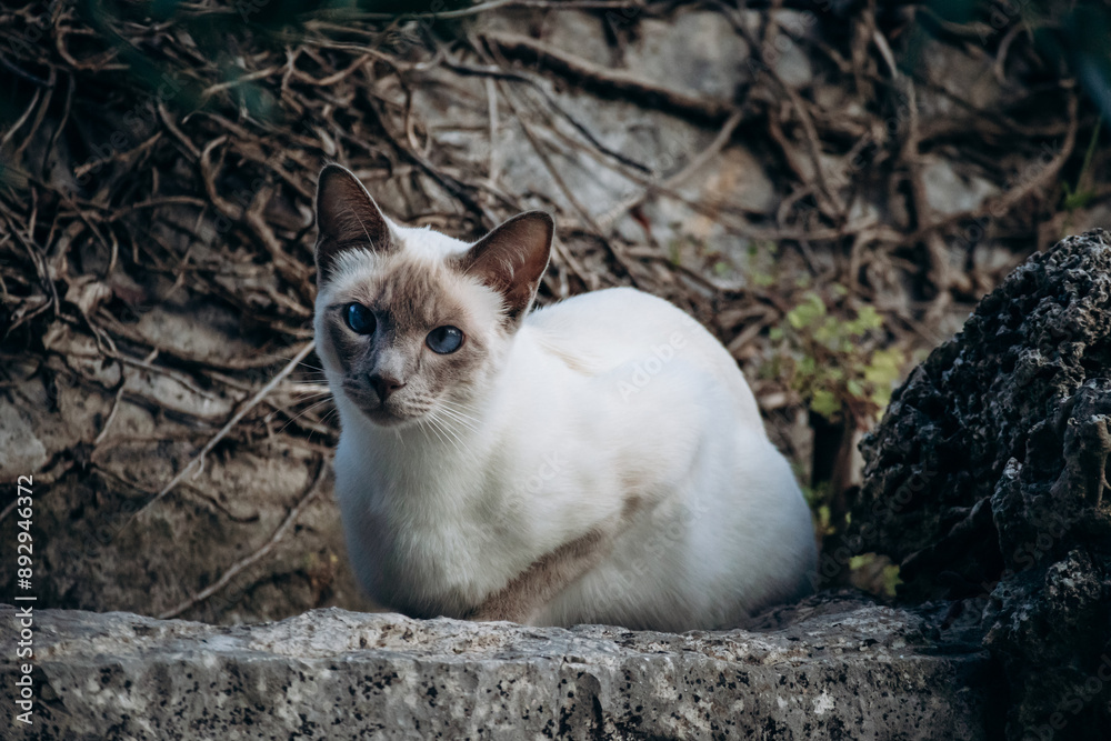 Siamese cat in the picturesque village of Saint Paul de Vence in the south of France Siamese cat in the picturesque village of Saint Paul de Vence in the south of France
