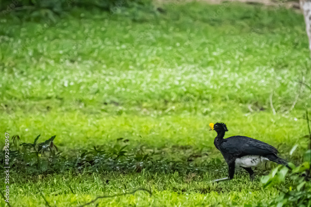 great curassow male, elegant bird with a bright yellow unfeatherd knob, on the field in the north west part of Belize great curassow male, elegant bird with a bright yellow unfeatherd knob, on the field in the north west part of Belize