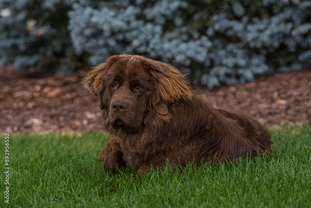 portrait of brown newfoundland dog lying in the grass portrait of brown newfoundland dog lying in the grass