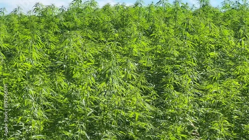 Legally grown hemp (Cannabis Sativa) in Ystad, Skåne County, Sweden, Scandinavia, Europe
