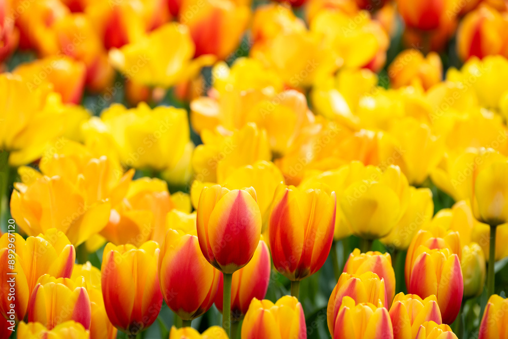 Field of tulips, vibrant bright backlit yellow flowers and yellow and orange flowers, closeup of colorful fresh spring growth as a nature background
