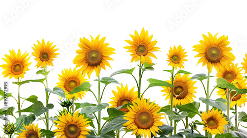 photos of sunflowers, isolated on white background, graphic resource, overlay banner