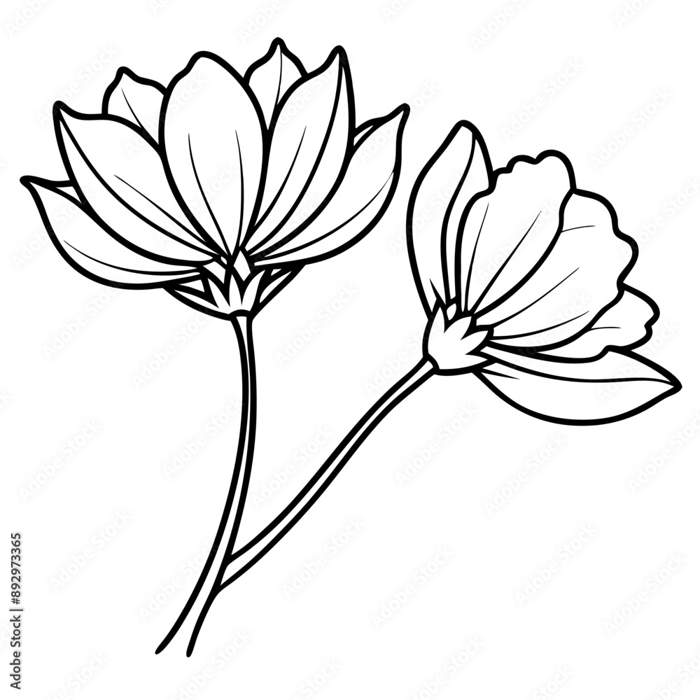 line drawing cosmos flower