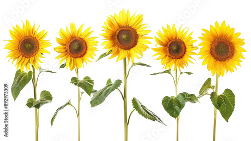 photos of sunflowers, isolated on white background, graphic resource, overlay banner