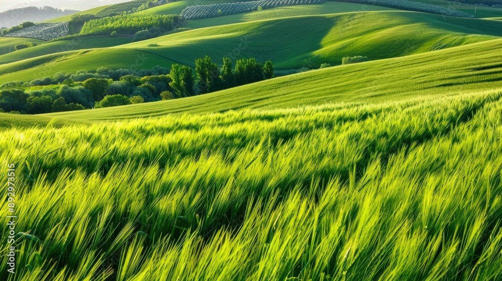 Rolling Green Hills and Windswept Wheat Field Rolling Green Hills and Windswept Wheat Field