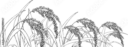 ペンで描いた稲のイラスト