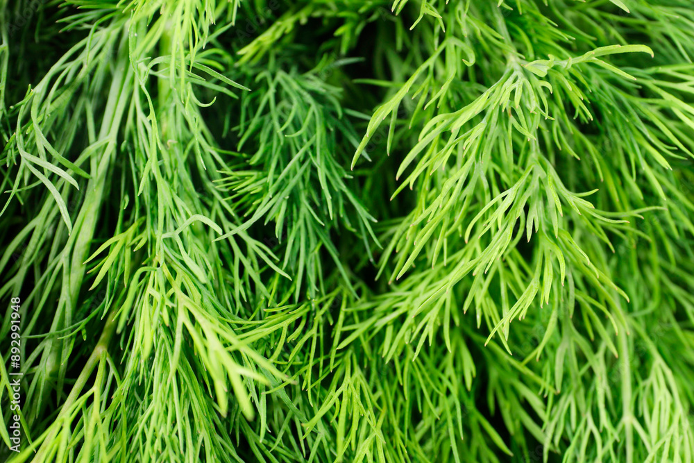 Sprigs of fresh green dill as background, closeup Sprigs of fresh green dill as background, closeup