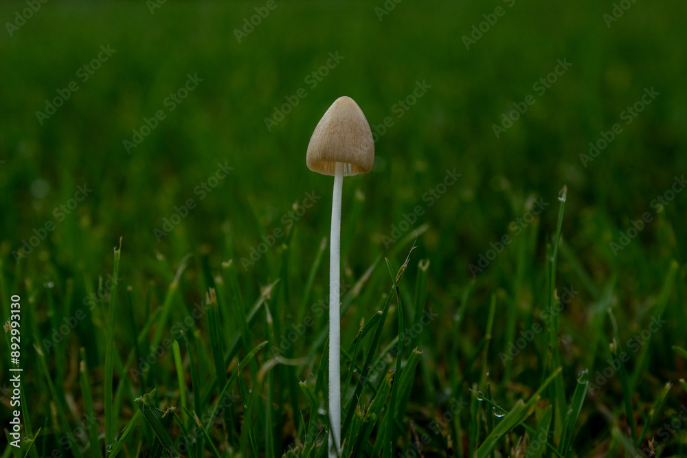 Tall Skinny Cone Cap Mushroom Growing in Grass; Fungi Tall Skinny Cone Cap Mushroom Growing in Grass; Fungi