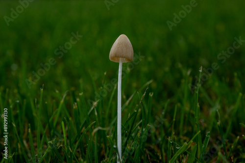 Tall Skinny Cone Cap Mushroom Growing in Grass; Fungi