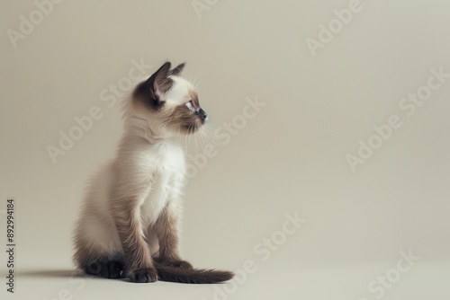 A cute Siamese kitten sits on a beige background, looking to the side.
