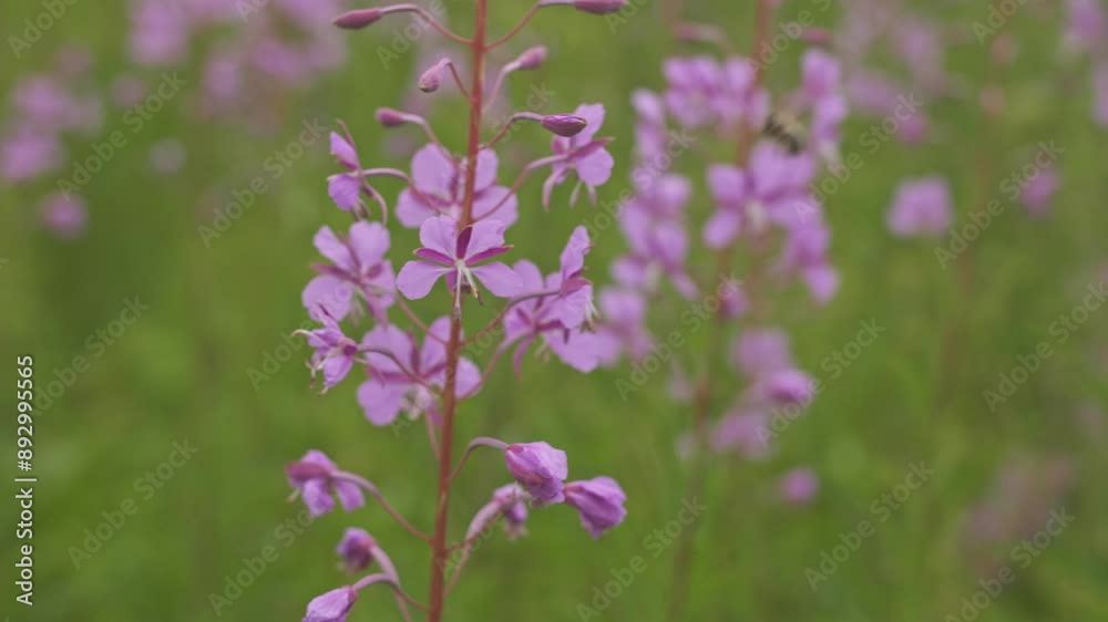 Fireweed Blooms and a Buzzing Bee Fireweed Blooms and a Buzzing Bee