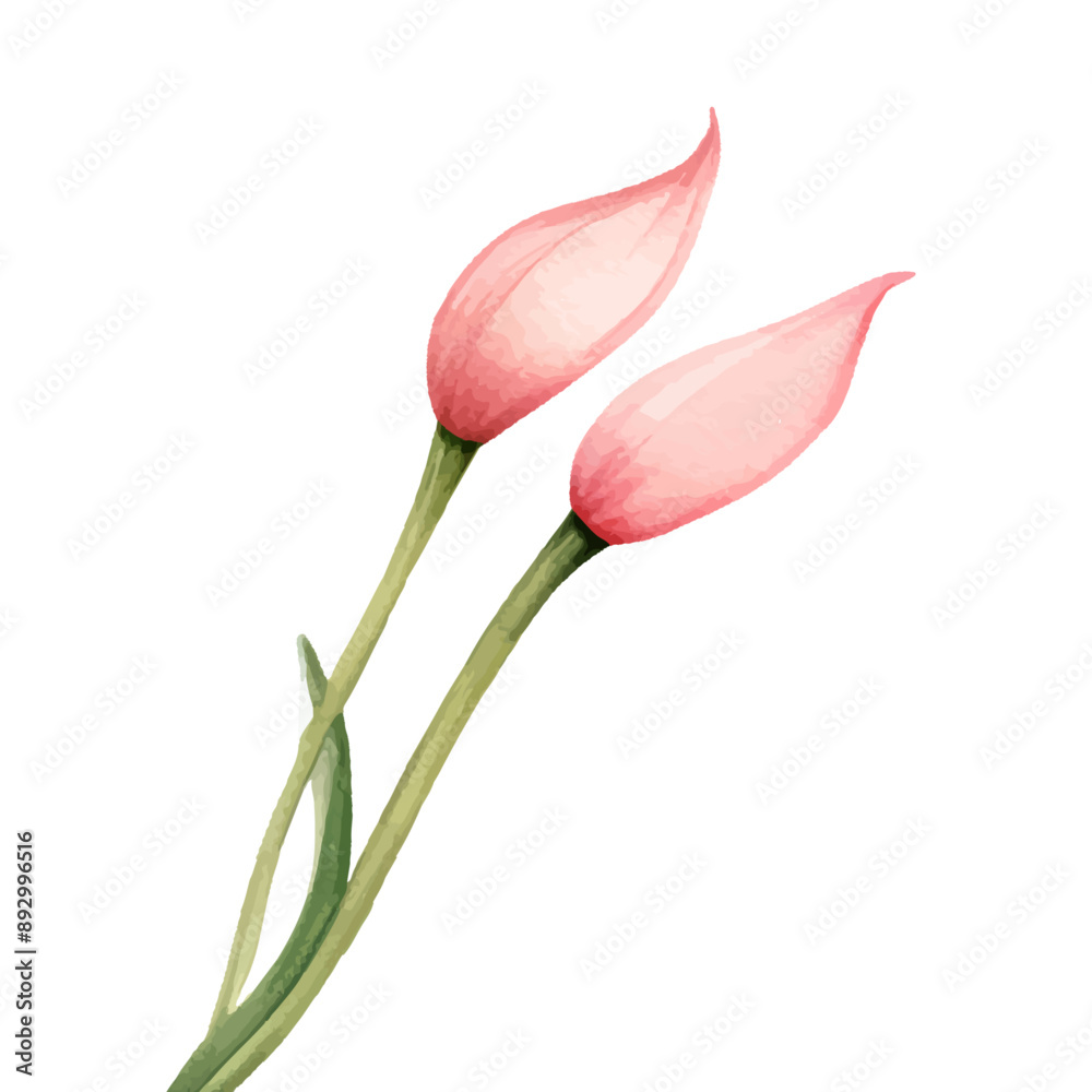 Watercolor clipart Pink Anthurium flower