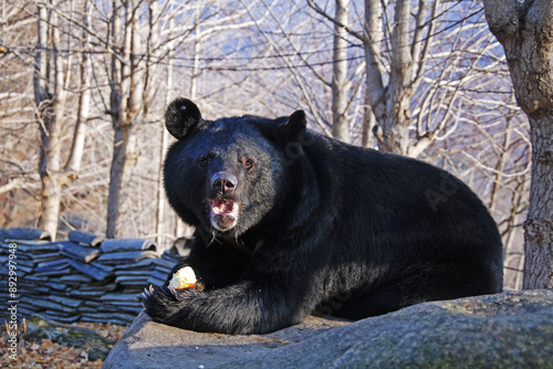 An Asiatic black bear is eating apple on the rock against forest of Jirisan Mountain in winter at Hwangjeon-ri of Gurye-gun, South Korea
 photo