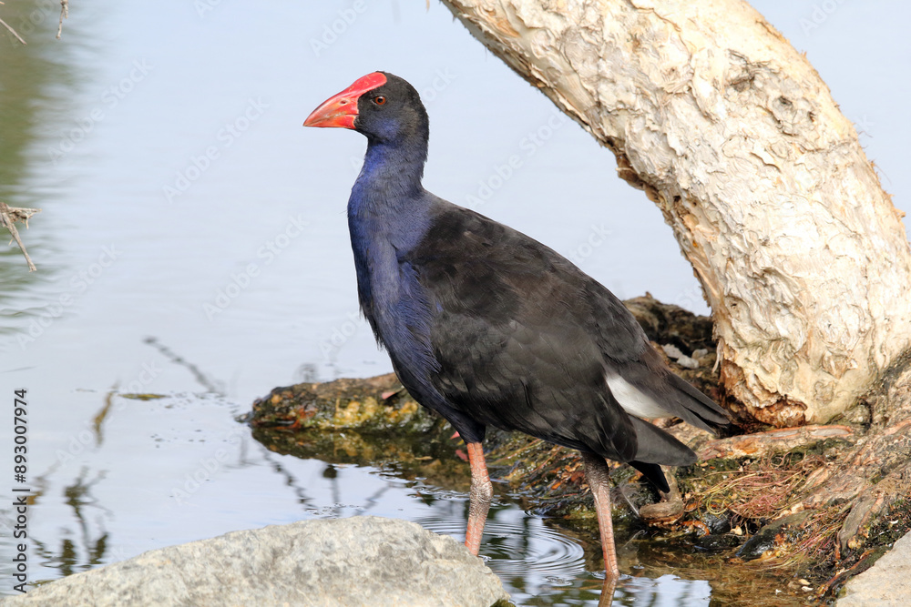 Australasian Swamphen bird standing next to a lake of water