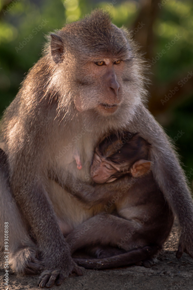 Monkey mother with her baby in Pusuk park, North Lombok, Indonesia Monkey mother with her baby in Pusuk park, North Lombok, Indonesia