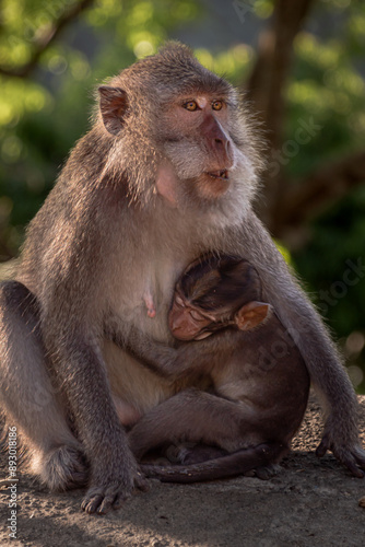 Monkey mother with her baby in Pusuk park, North Lombok, Indonesia