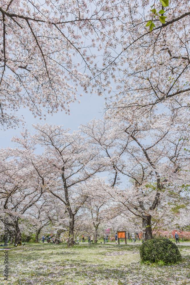 Landscape View Of Kyoto Botanical Garden Park With Cherry Blossoms (Sakura) And Colorful Tulip At Kyoto, Japan Landscape View Of Kyoto Botanical Garden Park With Cherry Blossoms (Sakura) And Colorful Tulip At Kyoto, Japan