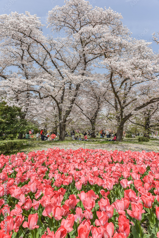 Landscape View Of Kyoto Botanical Garden Park With Cherry Blossoms (Sakura) And Colorful Tulip At Kyoto, Japan Landscape View Of Kyoto Botanical Garden Park With Cherry Blossoms (Sakura) And Colorful Tulip At Kyoto, Japan