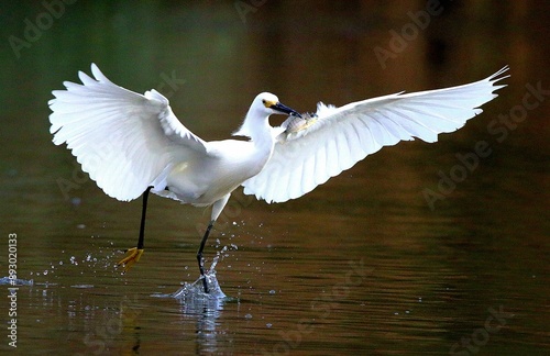Snowy egret taking off with fish