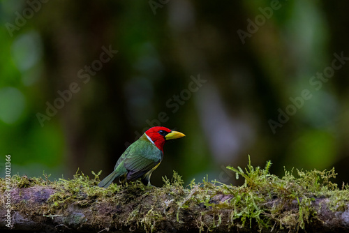 Environmental image of a Red-headed Barbet sitting on a long in the montane forest of Ecuador  photo