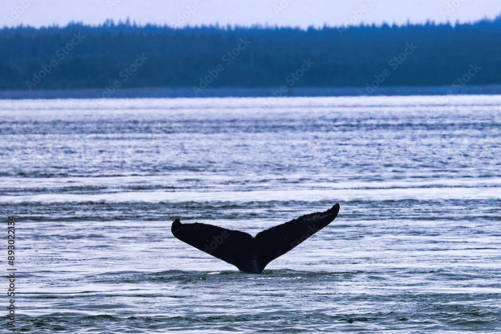 Fototapeta premium Icy Strait Point, Alaska