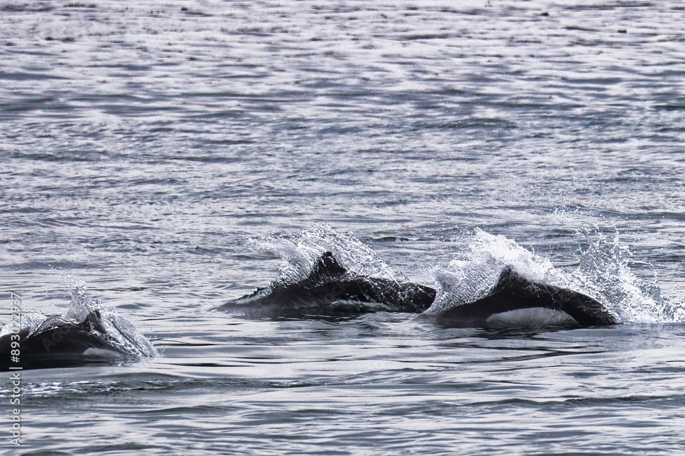 Obraz premium Icy Strait Point, Alaska
