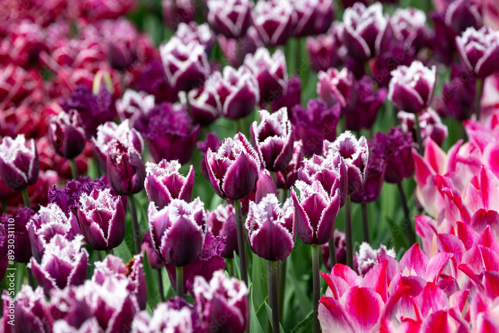 Mass of tulips planted in a spring garden, deep purple flowers with white lacy edges, row of pink in front and rows of red in back, flowers blooming as a nature background
Mass of tulips planted in a spring garden, deep purple flowers with white lacy edges, row of pink in front and rows of red in back, flowers blooming as a nature background