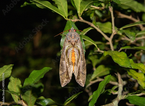 moth on leaf (Eudocima sp.)