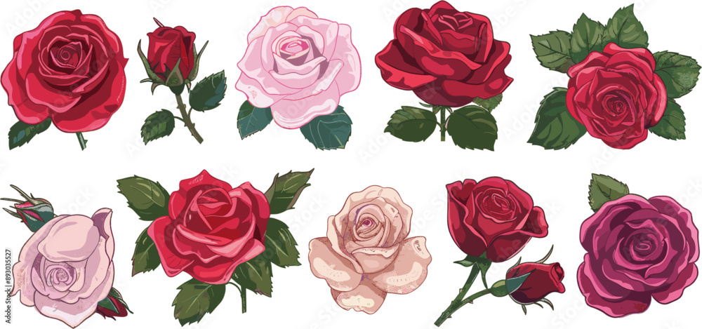 set of rose flower illustrations in color style isolated on white set of rose flower illustrations in color style isolated on white