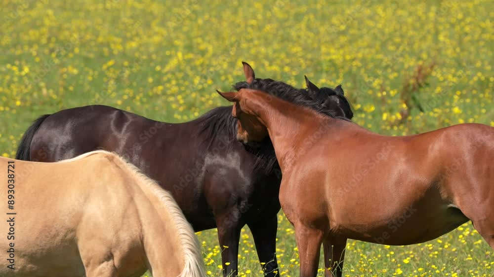 Beautiful farm horses kissing or removing flies from each over, in a meadow of yellow flowers, idyllic farm scene Beautiful farm horses kissing or removing flies from each over, in a meadow of yellow flowers, idyllic farm scene