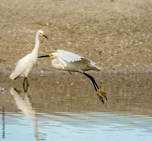 Egret in flight