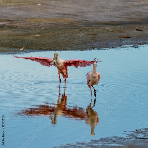 Roseate Spoon Billed bathing on a beach
