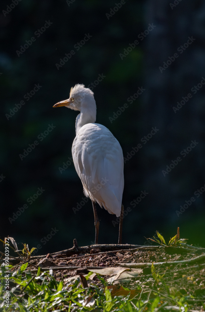 Birds in the wild are beautiful and colorful birds that are different from birds raised in captivity.
Birds in the wild are beautiful and colorful birds that are different from birds raised in captivity.