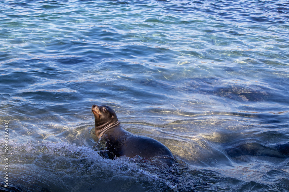 Obraz premium A sea lion rests in the sun in shallow water in La Jolla Cove near San Diego. High quality photo
