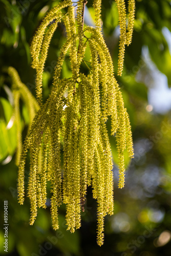 Quercus acutissima in spring, small hanging flowers on tree trunk photo